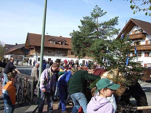 Maibaum aufstellen 2006, Bild 2